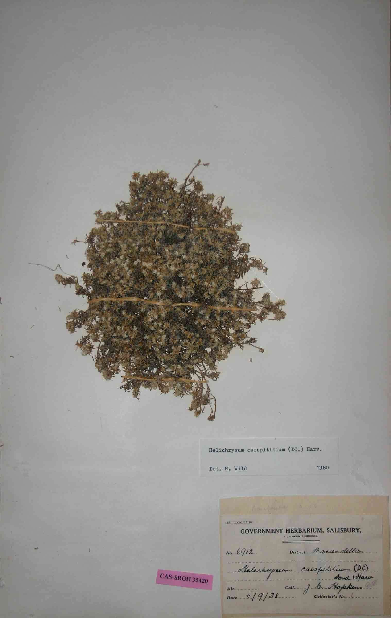 Image of Helichrysum caespititium (DC.) Sond. ex Harv. & Sond.