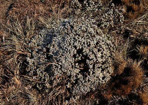 Image of Helichrysum caespititium (DC.) Sond. ex Harv. & Sond.