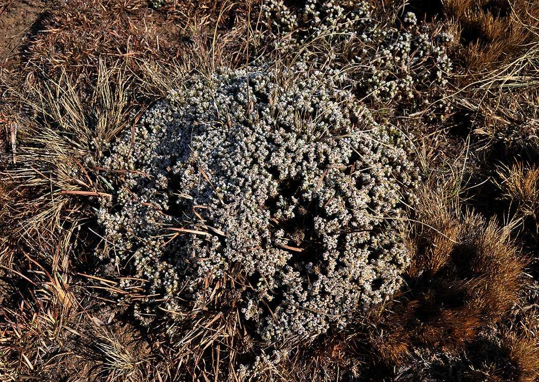 Image of Helichrysum caespititium (DC.) Sond. ex Harv. & Sond.