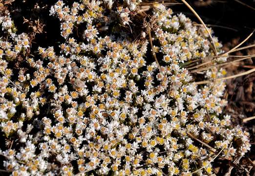 Image of Helichrysum caespititium (DC.) Sond. ex Harv. & Sond.