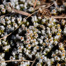 Image of Helichrysum caespititium (DC.) Sond. ex Harv. & Sond.