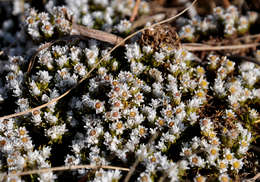 Image of Helichrysum caespititium (DC.) Sond. ex Harv. & Sond.