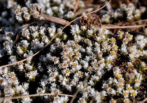 Image of Helichrysum caespititium (DC.) Sond. ex Harv. & Sond.