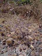 Image of <i>Helichrysum candolleanum</i> H. Buek