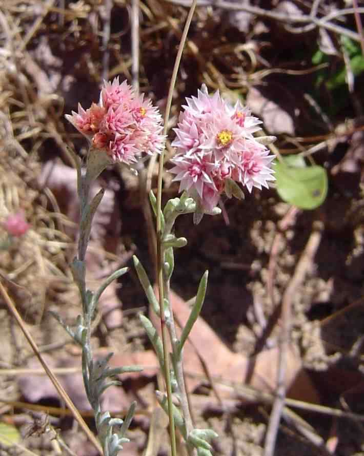 Image of <i>Helichrysum candolleanum</i> H. Buek