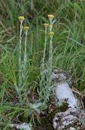 Plancia ëd Helichrysum cephaloideum DC.