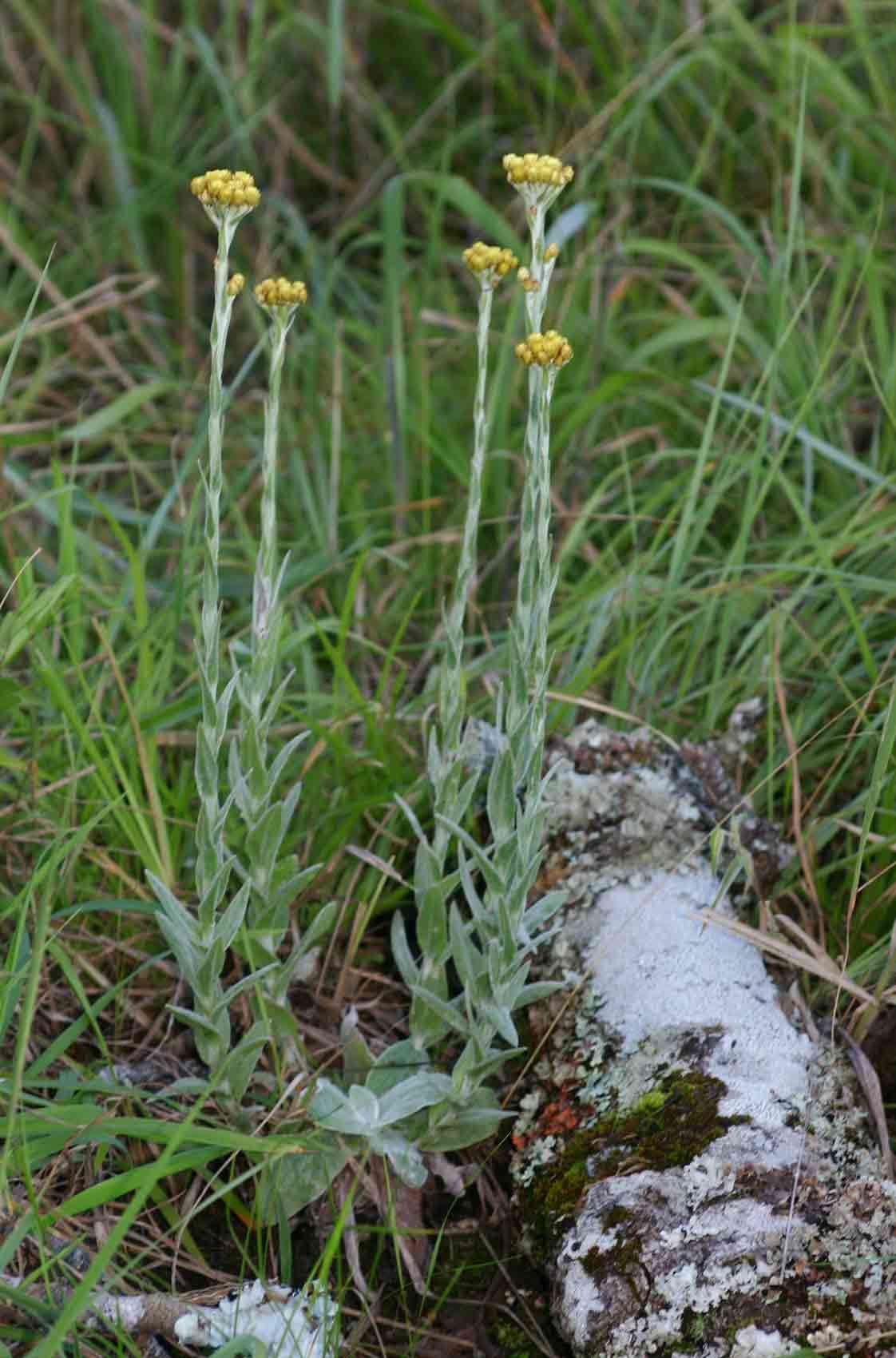 Image of Helichrysum cephaloideum DC.