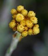 Plancia ëd Helichrysum cephaloideum DC.