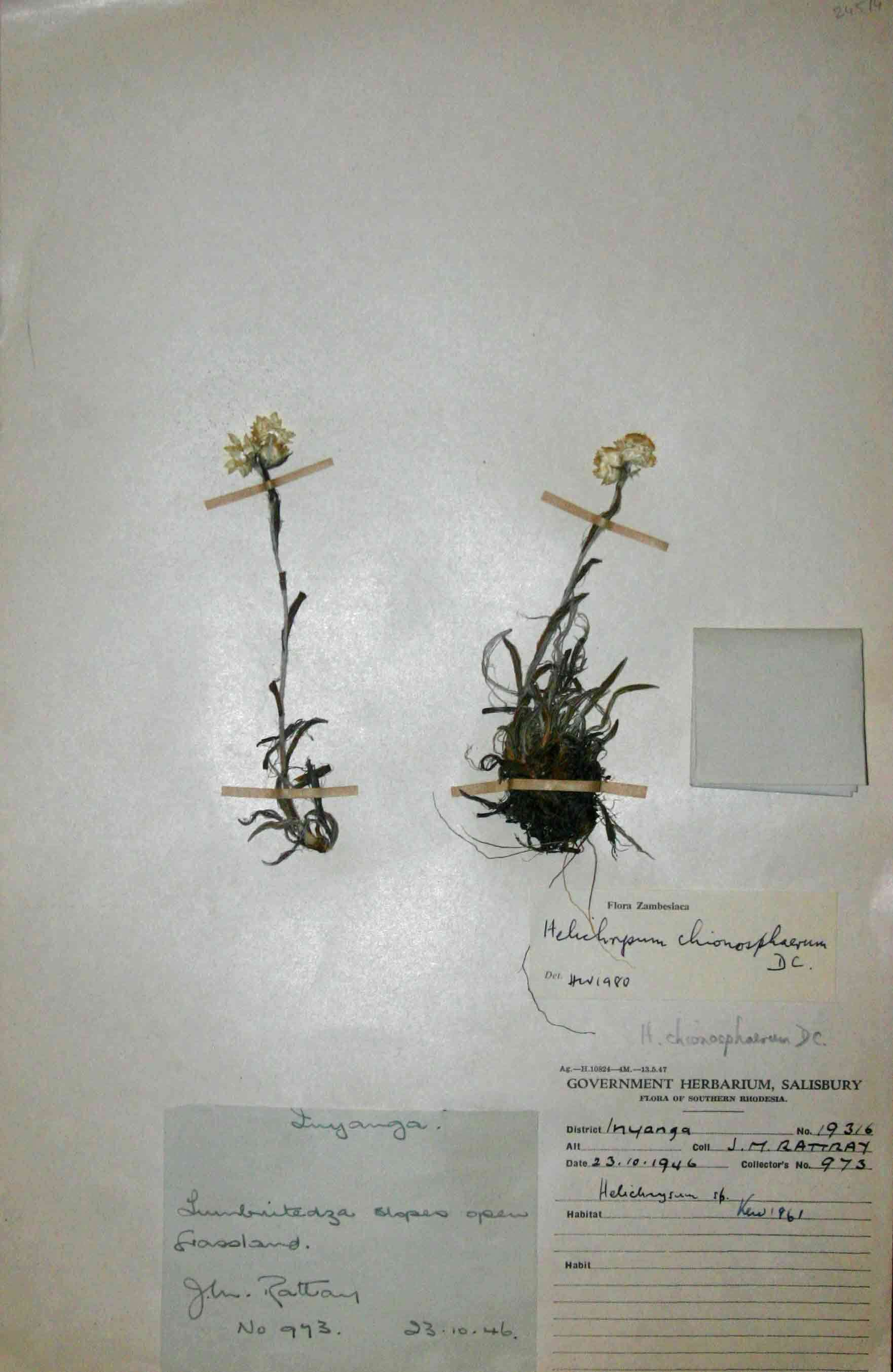 Image of Helichrysum chionosphaerum DC.