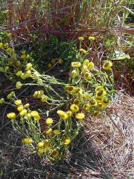 Image of Yellow everlasting