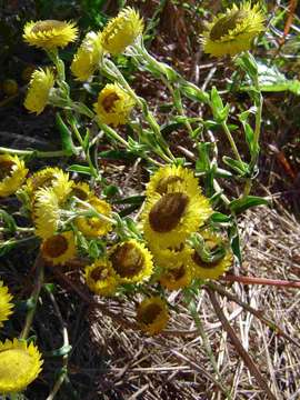 Слика од Helichrysum cooperi Harv.