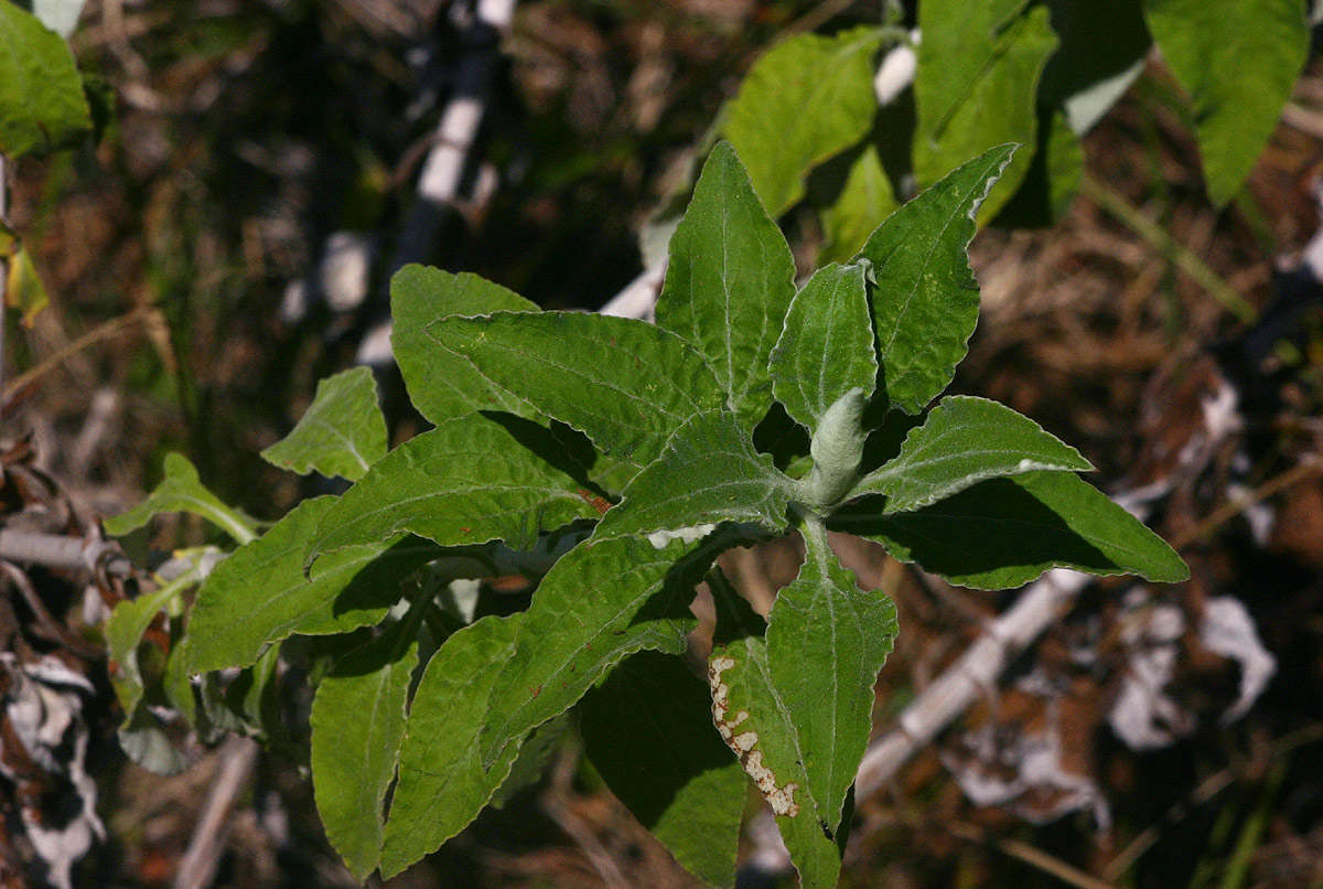 Слика од Helichrysum goetzeanum O. Hoffm.