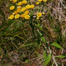 Image de Helichrysum goetzeanum O. Hoffm.