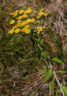 Image de Helichrysum goetzeanum O. Hoffm.