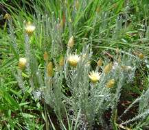 Image of Monkey-tail everlasting