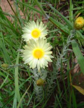 Image of Monkey-tail everlasting