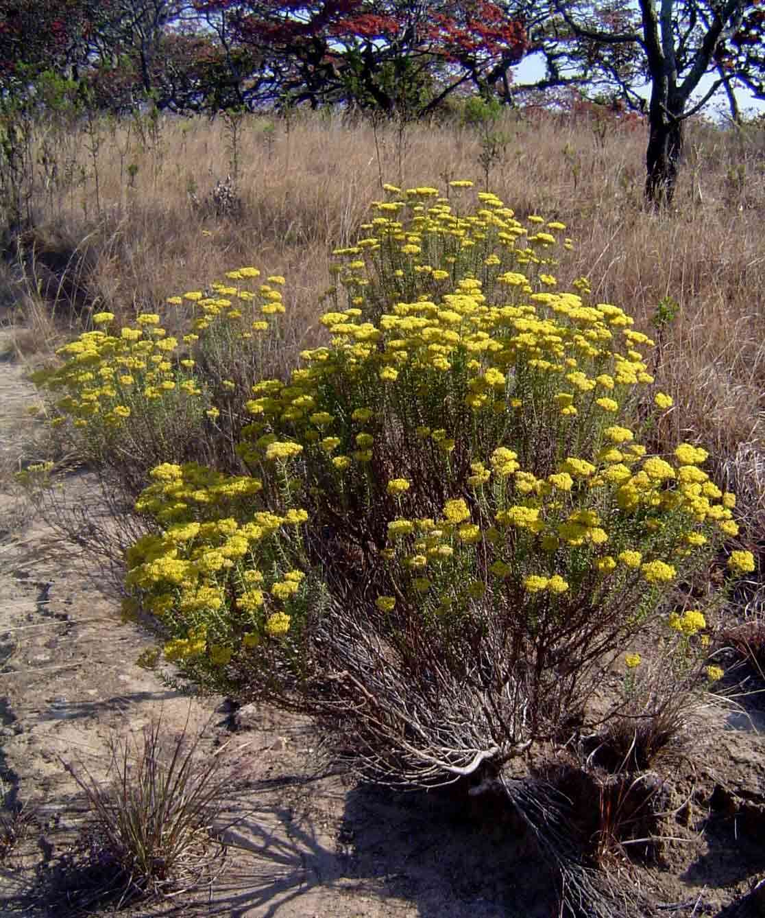 Image of Curry bush