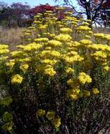 Image of Curry bush