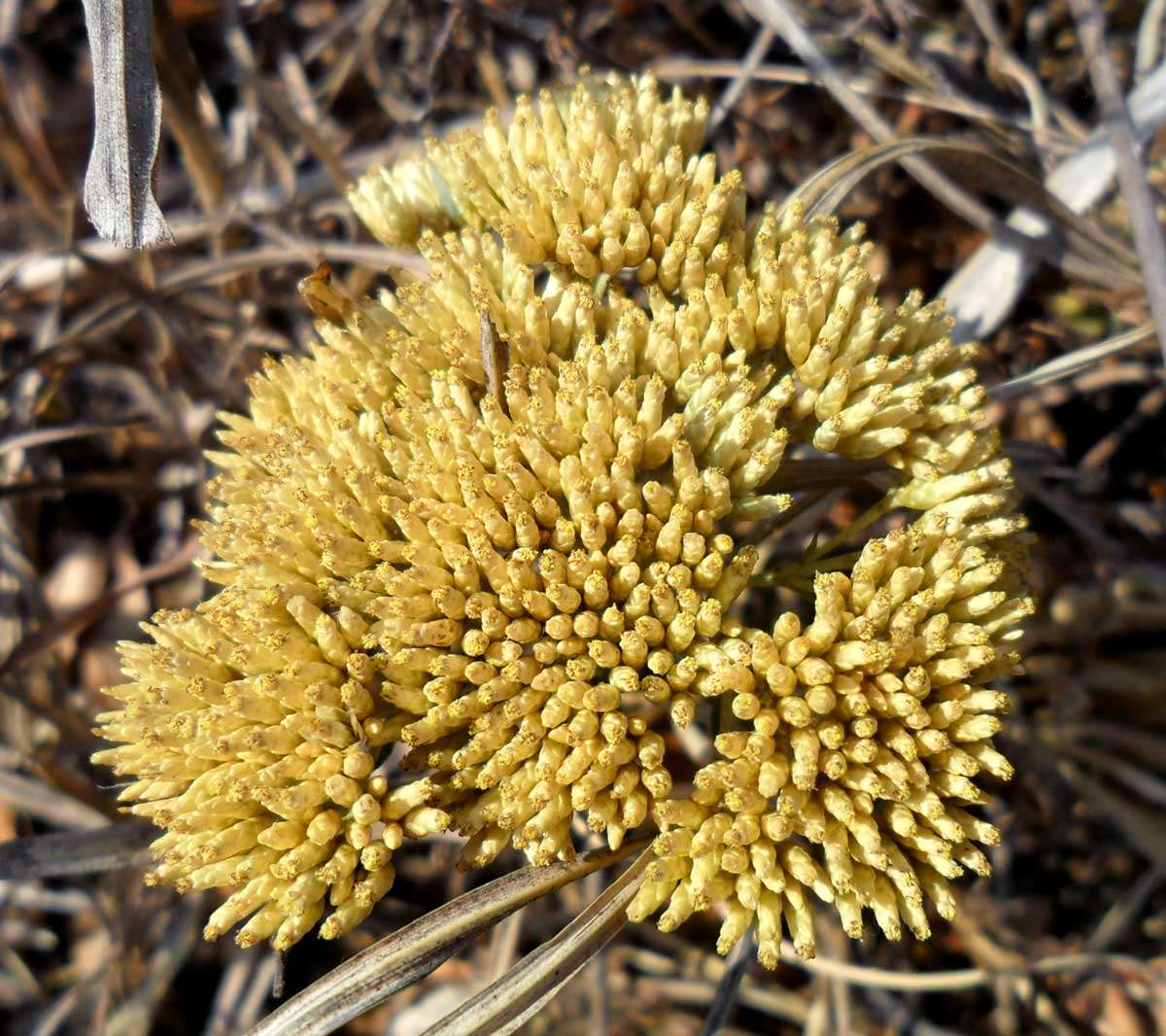 Imagem de Helichrysum kraussii Sch. Bip.