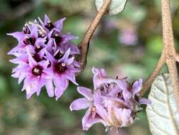 Image of Lasiopetalum discolor Hook.