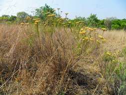 Imagem de Helichrysum kraussii Sch. Bip.