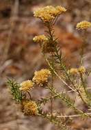 Imagem de Helichrysum kraussii Sch. Bip.