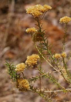 Image of Curry bush