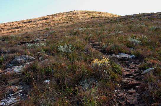 Image of Helichrysum lepidissimum S. Moore