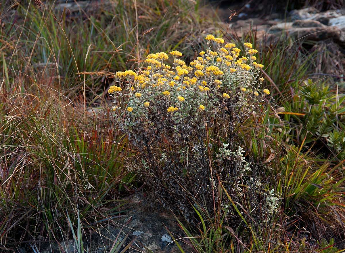 Слика од Helichrysum lepidissimum S. Moore