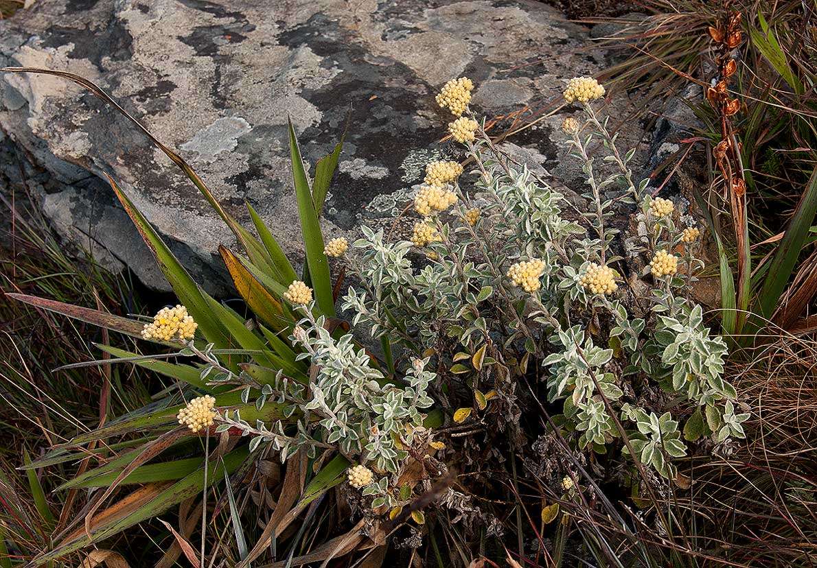 Image of Helichrysum lepidissimum S. Moore