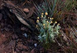 Image of Helichrysum lepidissimum S. Moore