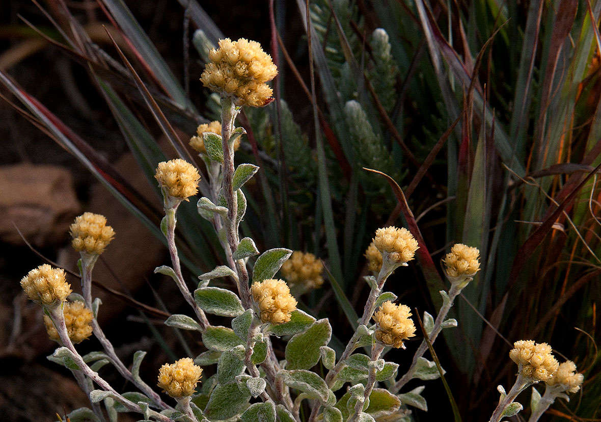 Слика од Helichrysum lepidissimum S. Moore