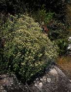 Image of Helichrysum lepidissimum S. Moore