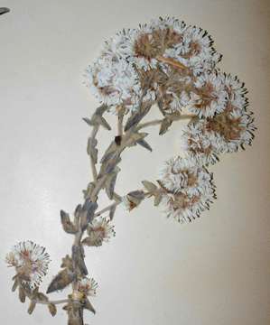 Image of Helichrysum maestum Wild