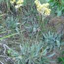 Image of Helichrysum nitens subsp. nitens
