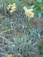 Imagem de Helichrysum nitens Oliv. & Hiern