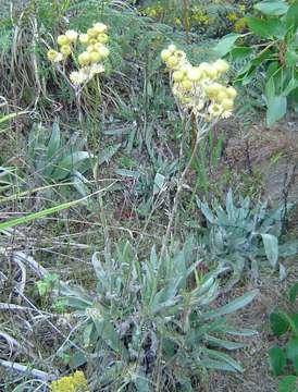 Image of Helichrysum nitens Oliv. & Hiern