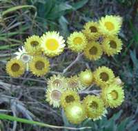 Image of Helichrysum nitens Oliv. & Hiern