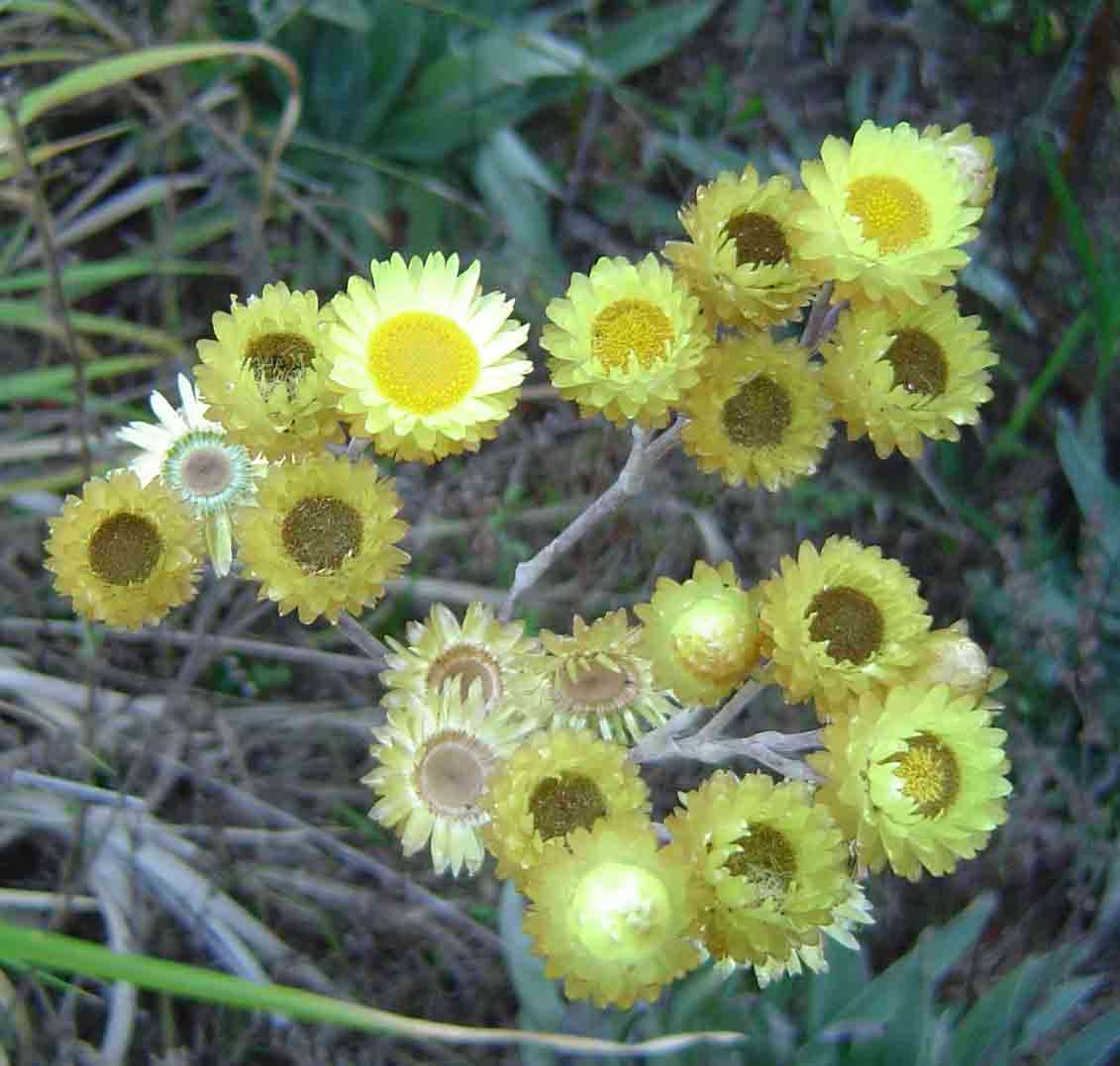 Imagem de Helichrysum nitens Oliv. & Hiern