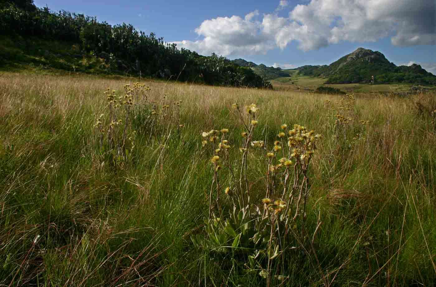 Imagem de Helichrysum nitens Oliv. & Hiern