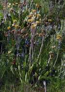 Image of Helichrysum nitens Oliv. & Hiern