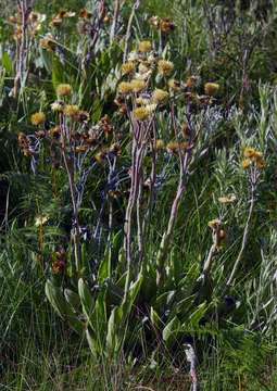 Image of Helichrysum nitens Oliv. & Hiern