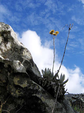 Image of Helichrysum nitens Oliv. & Hiern