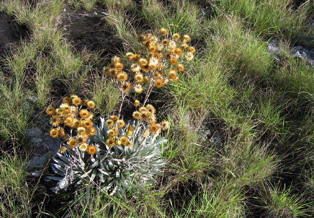 Imagem de Helichrysum nitens Oliv. & Hiern