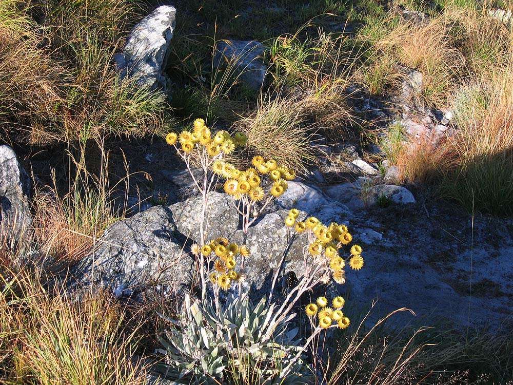 Imagem de Helichrysum nitens Oliv. & Hiern