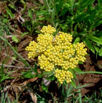 Image of Hottentot's tea