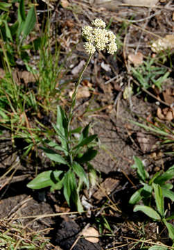 Image of Hottentot's tea