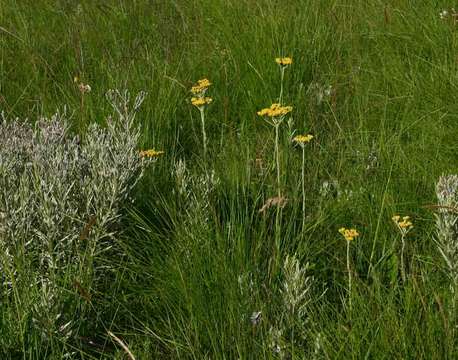 Image of Hottentot's tea