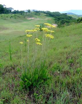 Image of Hottentot's tea