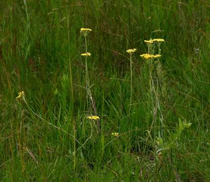 Image of Hottentot's tea